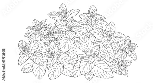 Detailed line art illustration of a lush basil plant with overlapping leaves, showcasing botanical accuracy and a fresh, herbal aesthetic.
