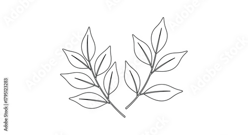 Delicate line art illustration of two sprigs with elongated leaves, showcasing a minimalist botanical design for natural and organic themes.