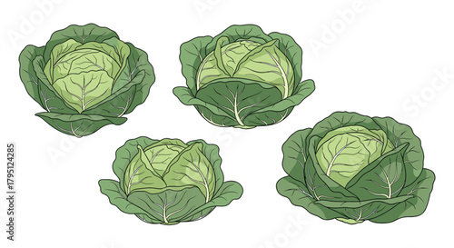 A vibrant illustration depicting four heads of fresh, green savoy cabbage arranged against a clean white background, showcasing their layered leaves and natural texture.