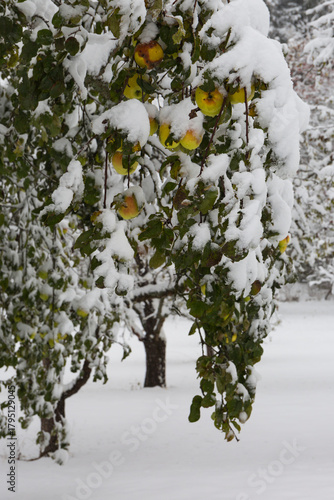 Apfelbaum nach Schneefall auf der Schwäbischen Alb