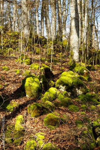 Waldmoos im Buchenwald, Schwäbische Alb