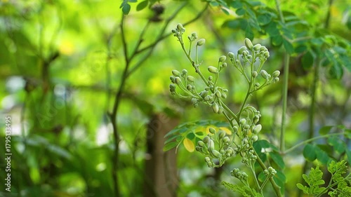 Close-up video of moringa (Moringa oleifera) leaves from tip to branch, showing detailed texture and structure. Known for its health benefits and medicinal properties. 