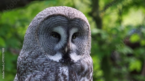 Great gray owl close up portrait with intense yellow eyes and detailed plumage