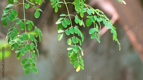 Close-up video of moringa (Moringa oleifera) leaves from tip to branch, showing detailed texture and structure. Known for its health benefits and medicinal properties. 