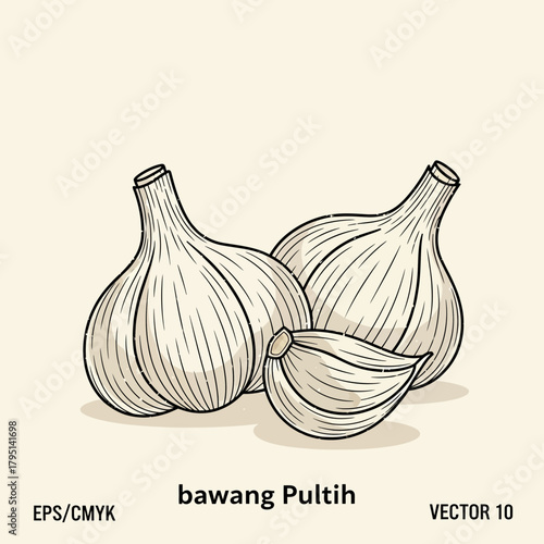 Hand-Drawn Illustration of Garlic Bulbs and Clove with Detailed Lines