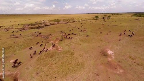 Aerial view of the migration of wildebeest in Masai Mara Game Reserve.