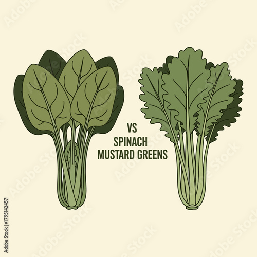 A Comparative Cartoon Illustration of Spinach and Mustard Greens