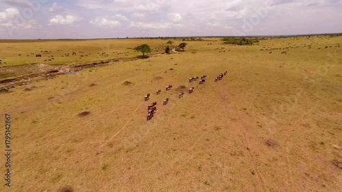 Aerial view of the migration of wildebeest in Masai Mara Game Reserve.