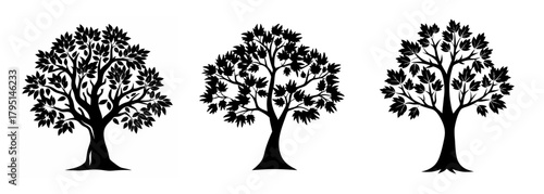 Silhouettes of three majestic maple trees displaying their distinct branches and foliage