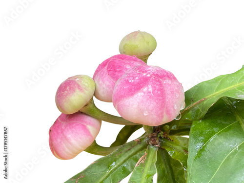 rose on white background, Gustavia augusta, Gustavia, Gutzlaffia, LECYTHIDACEAE, Pink, green, flower, leaf, stop water, flower bloom, png