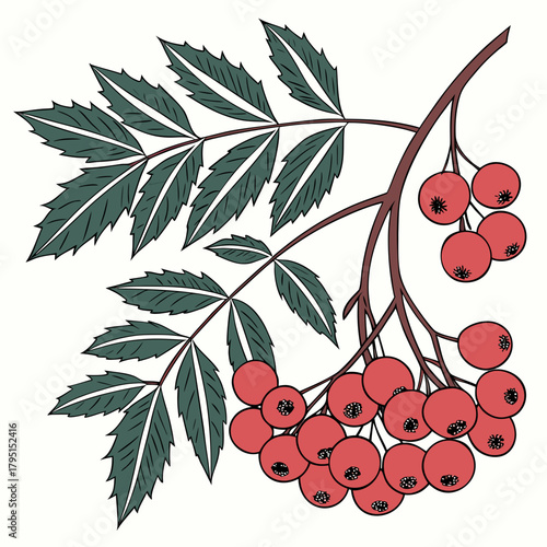 A vibrant sprig of rowan with lush green leaves and bright red berries, perfect for adding a touch of festive cheer to any design