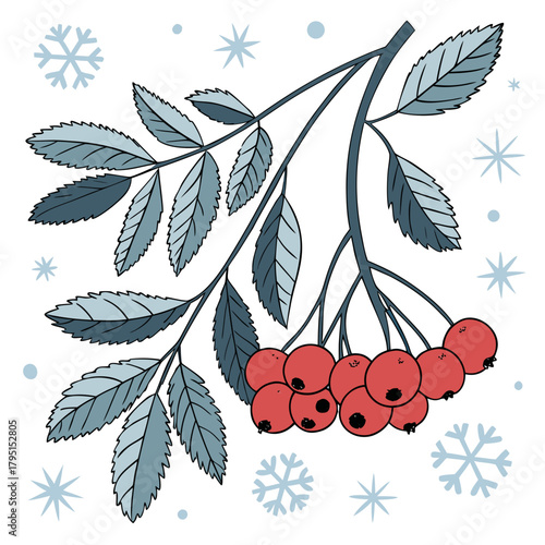 Rowan branch with red berries and blue leaves winter botanical illustration with rowan berries and snowflakes christmas and new year design element