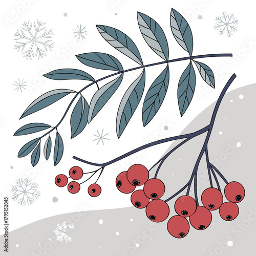 Rowan branch with red berries and blue leaves winter botanical illustration with rowan berries and snowflakes christmas and new year design element