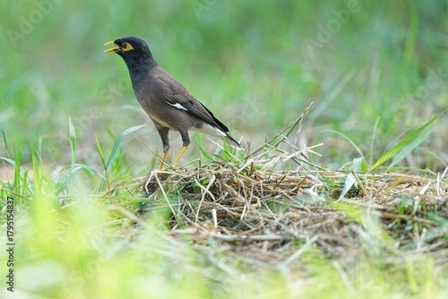 Obraz na płótnie Mynas live naturally in Thailand.