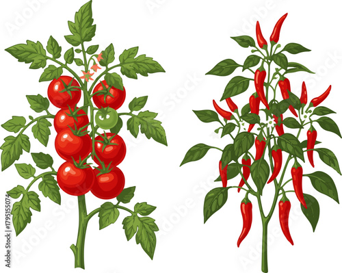 Tomato and Chili Pepper Plants Vector Art on White Background