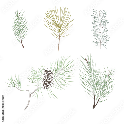 Coniferous plants branches vector set. Set of evergreen coniferous branches of pine, spruce. Decorative botanical elements.