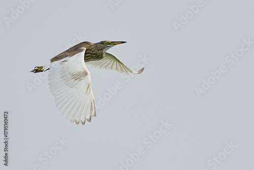 Fotografie The Egret lives naturally in Thailand.