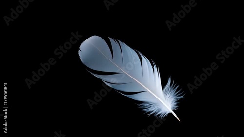 White feather floating gently on black background light soft delicate nature element freedom weightless concept