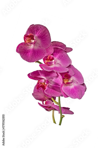 Delicate violet orchid flower heads isolated on white background. Phalaenopsis.