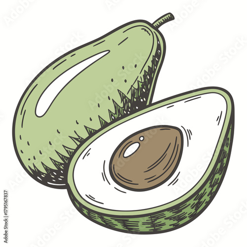 Hand drawn illustration of a whole avocado and a halved avocado with its pit on a white background