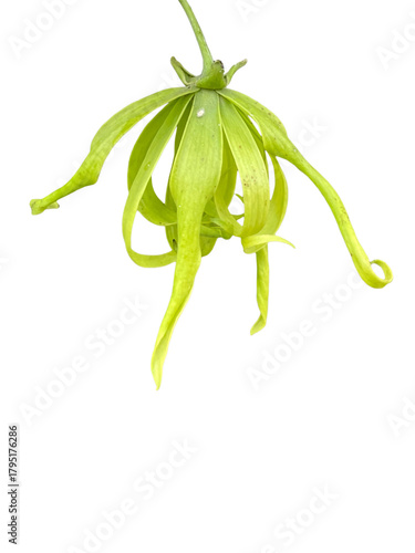 fresh green beans, Cananga odorata (Lam.) Hook. f. & Th. var. fruticosum (Craib) J. Sinclair., Ka-dung-nga-song-kla, Dwarf Ylang-Ylang, Flowers, leaves, yellow, green, png