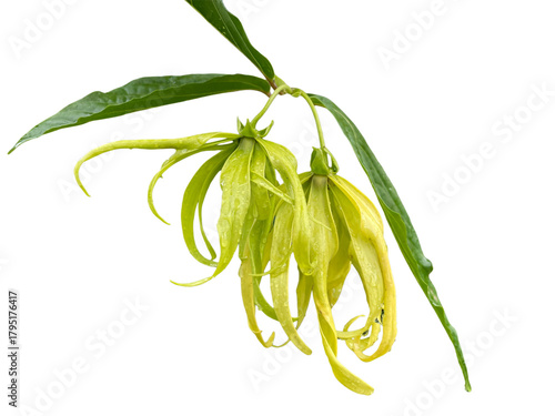 green plant isolated on white background, Cananga odorata (Lam.) Hook. f. & Th. var. fruticosum (Craib) J. Sinclair., Ka-dung-nga-song-kla, Dwarf Ylang-Ylang, Flowers, leaves, blooming flowers, png