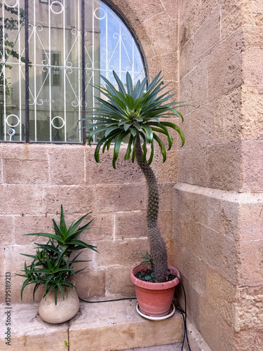 Two contrasting potted desert plants, a tall Madagascar palm and an agave, stand against a rough, historic stone wall with an arched window in an urban setting. Drip irrigation via rubber tubing