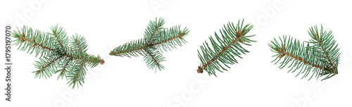 Set of isolated green fir tree branches on a transparent background. Natural evergreen spruce twigs for Christmas decoration, winter design, and festive compositions. PNG file.