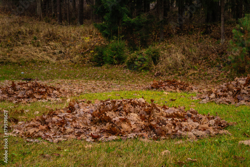 Neatly raked piles of dry oak leaves rest on green grass near a forest edge. The overcast autumn day adds a peaceful, earthy tone to the rural landscape surrounded by trees and brush.