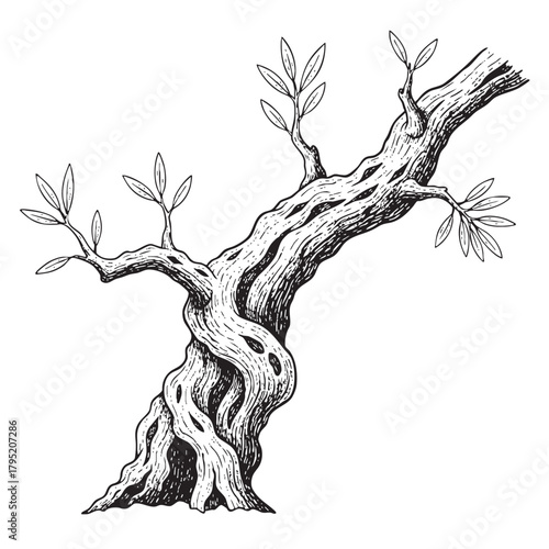 Detailed Olive Tree Branch Sketch Artistic Drawing