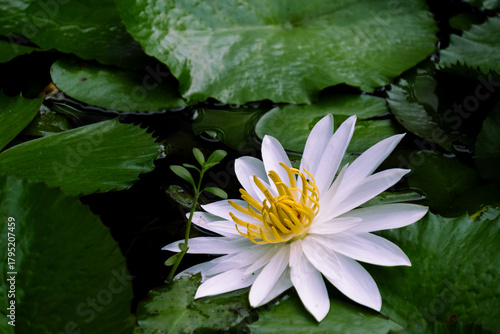 Fotografie Vibrant white water lily (Nymphaea pubescens) flower blooming in a tranquil pond among green lily pads, capturing the beauty of nature and tropical flora