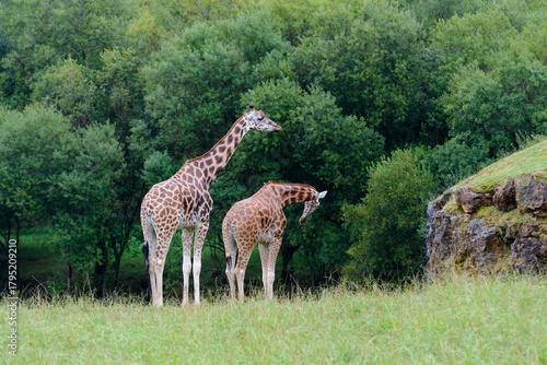 giraffes in a clearing near the forest