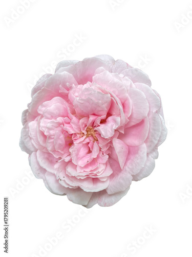 pink carnation flower, Rose, Rosa hybrids, Rosaceae, Flowers, flowers blooming, pink, flowers blooming, pink roses, png