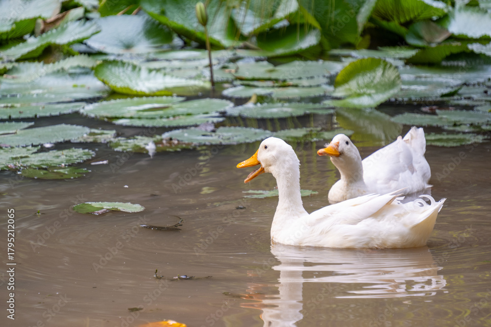 Fototapeta premium The white Pekin ducks swimming in a natural pond surrounded by green lily pads at Taman Langsat, Kebayoran Baru, Jakarta.