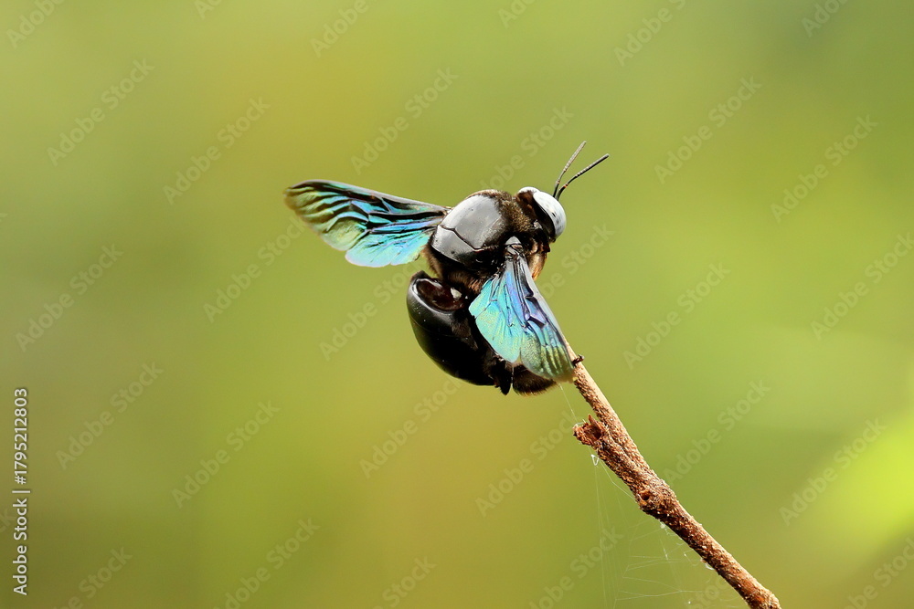 Obraz premium Insect on a branch