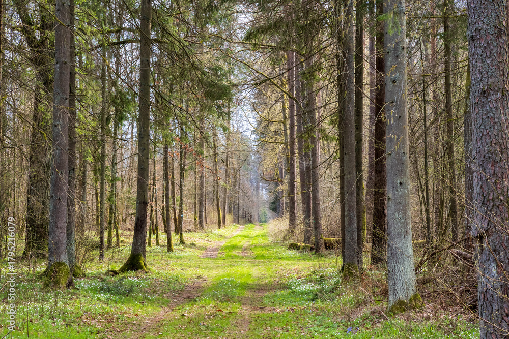 Fototapeta premium Path in Bialowieza Forest in Poland, spring