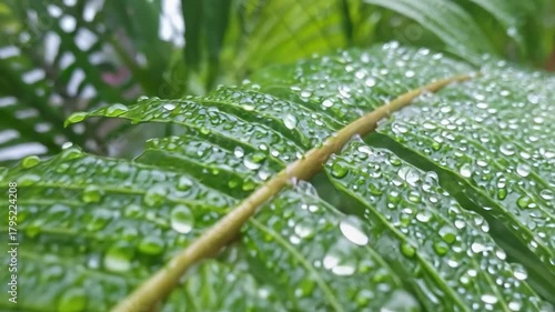 Close-up of a green pinnate leaf with water droplets glistening on its surface