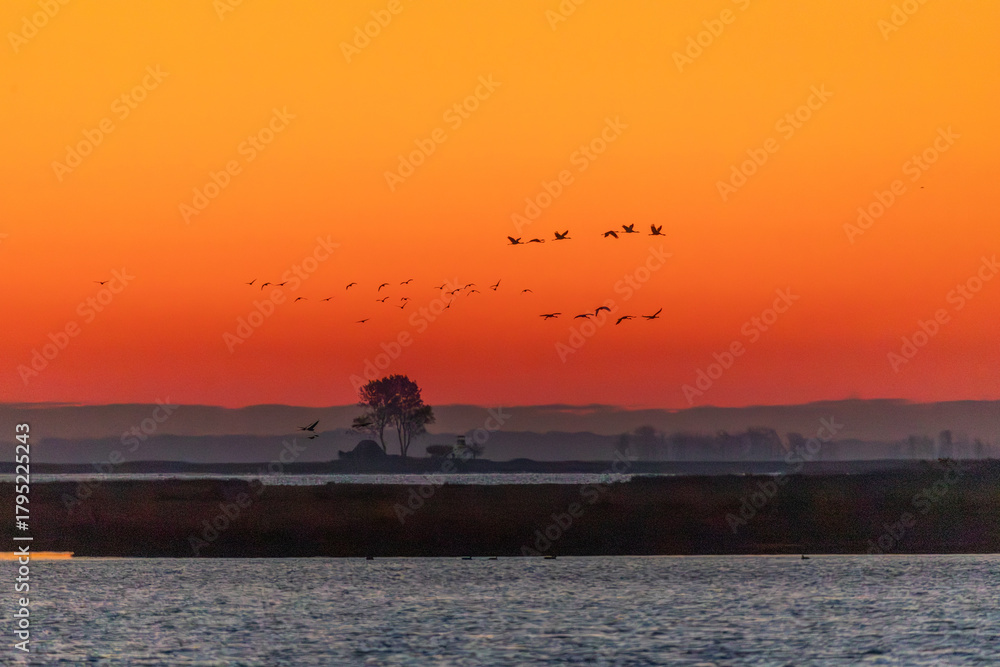 Fototapeta premium Im Morgenrot fliegende Kraniche am Bodden vor Zingst.