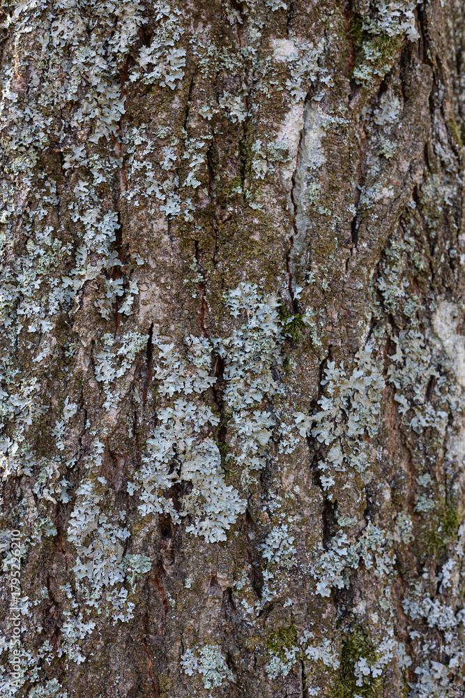 Obraz premium An oak tree bark texture background