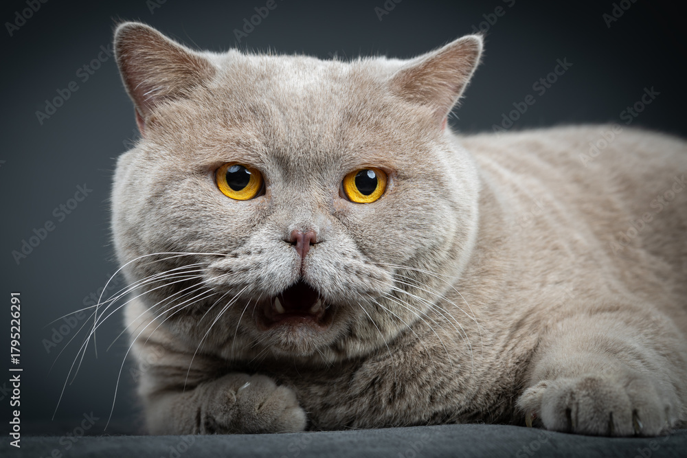 Obraz premium Portrait of lying gray cat with orange eyes close-up. British blue Shorthair cat