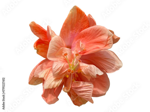 lily isolated on white background, Rose Mallow, Chinese Rose, Hibiscus rosa-sinensis, Hibiscus, Shoe flower, Flowers, leaves, blooming flowers, petals, stamens, pink, orange, yellow, red, green, png