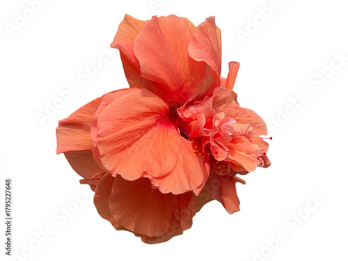 red hibiscus flower, Rose Mallow, Chinese Rose, Hibiscus rosa-sinensis, Hibiscus, Shoe flower, Flowers, leaves, blooming flowers, petals, stamens, pink, orange, yellow, red, green, png