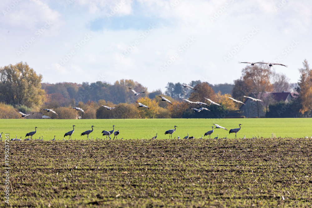 Fototapeta premium Kraniche auf abgeernteten Maifeld in der Region Zingst an der Ostsee.