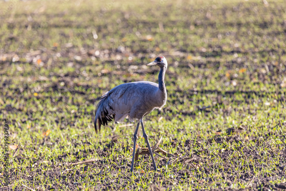 Fototapeta premium Kranich auf abgeernteten Maifeld in der Region Zingst an der Ostsee.