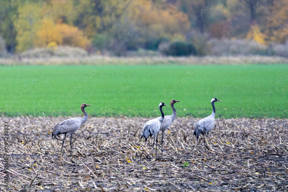 Fototapeta premium Kraniche auf abgeernteten Maifeld in der Region Zingst an der Ostsee.