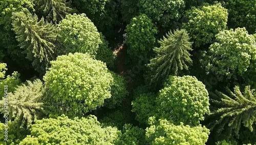 Top-down aerial of lush green forest canopy