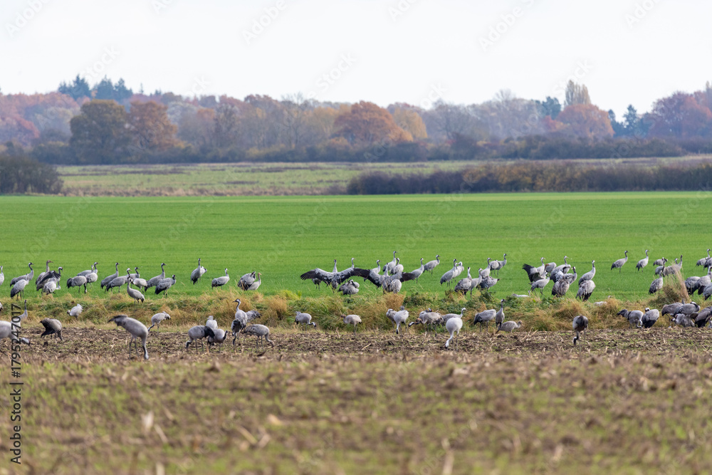 Obraz premium Kraniche auf abgeernteten Maifeld in der Region Zingst an der Ostsee.