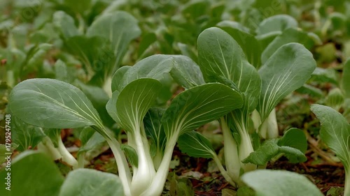Fresh Green Bok Choy Plants Thriving in a Lush Organic Vegetable Garden Farm Field.