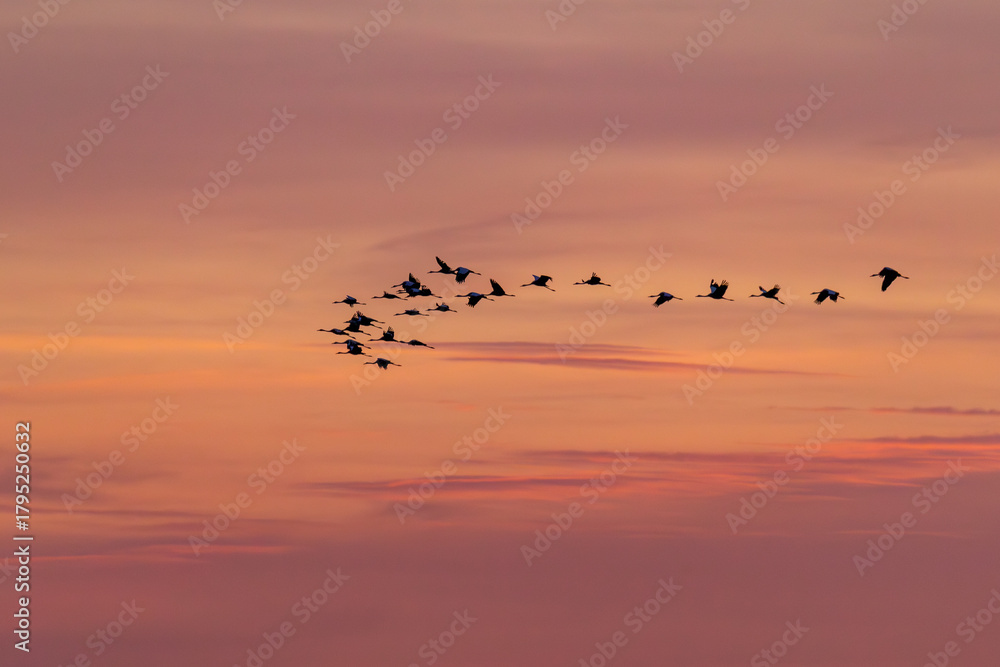 Obraz premium Am rosa Himmel fliegende Kraniche.