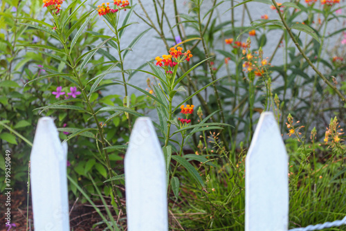 white fence and flowers